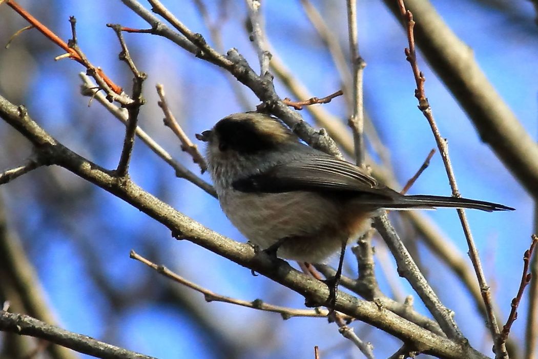 Long-tailed Tit