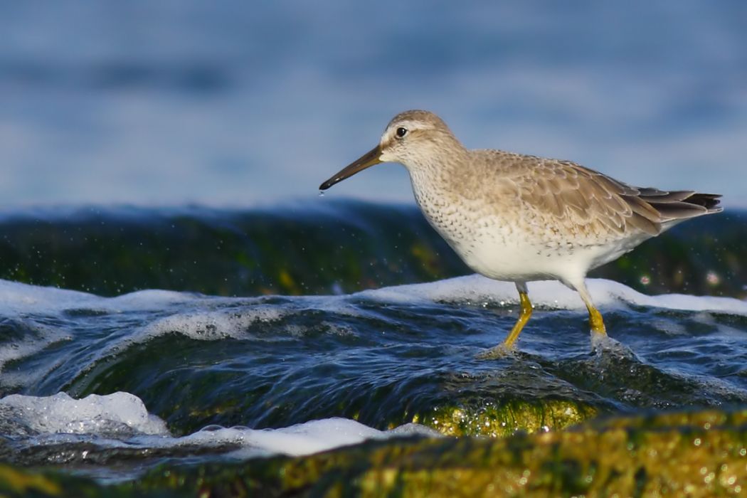 Red Knot