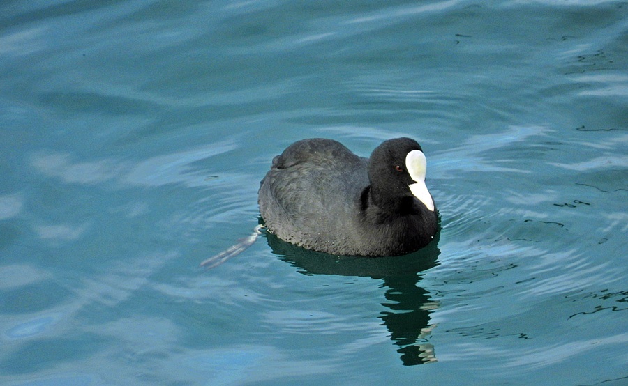 Eurasian Coot