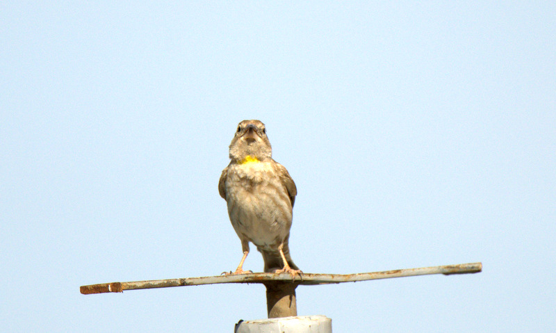 Rock Sparrow
