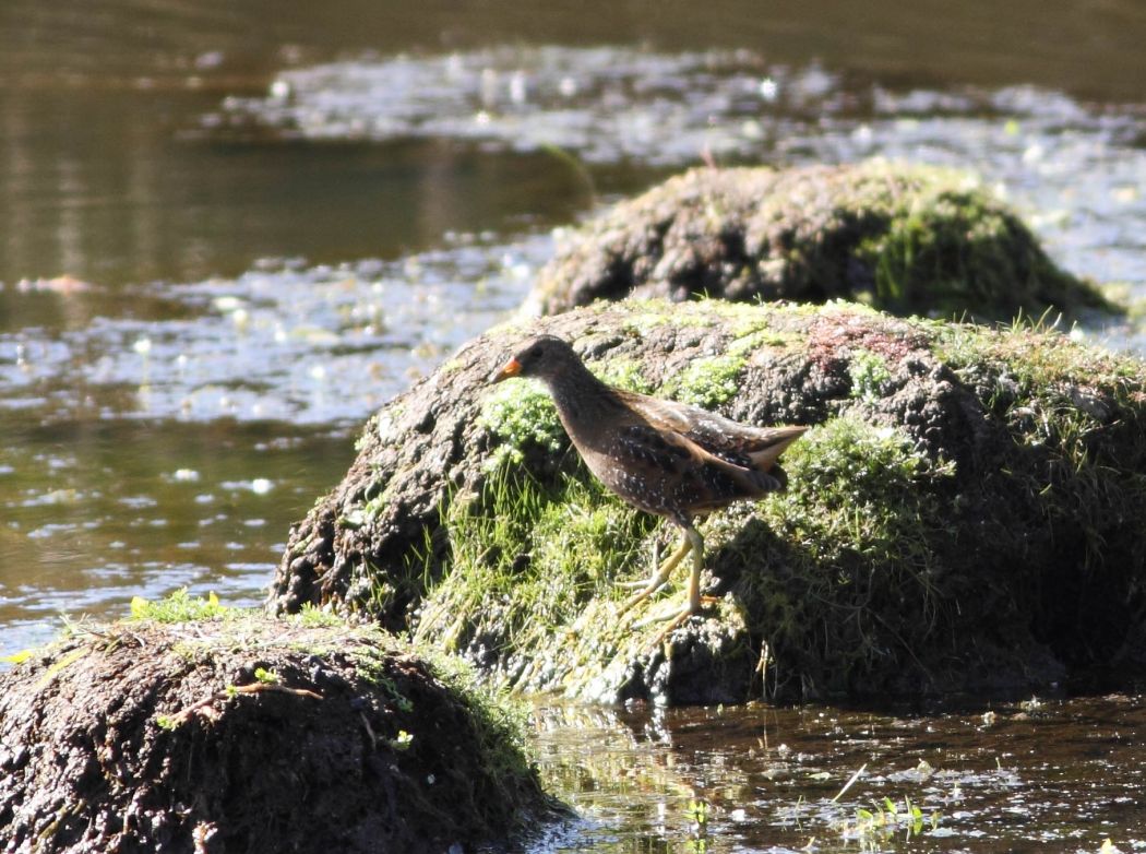 Spotted Crake