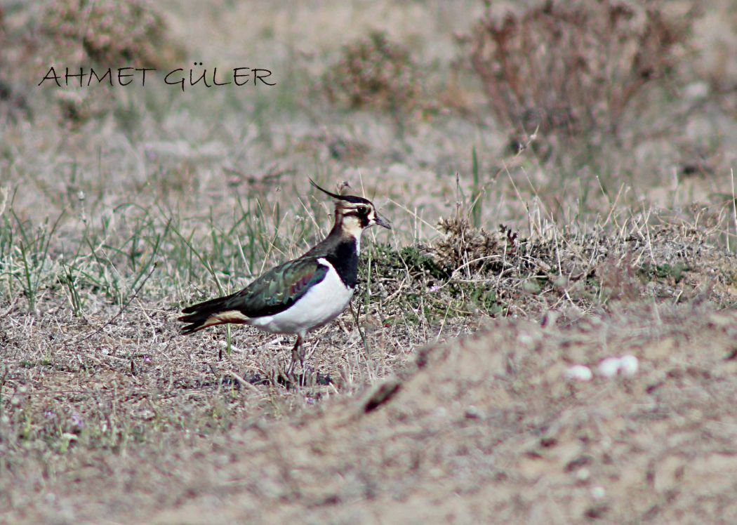 Northern Lapwing
