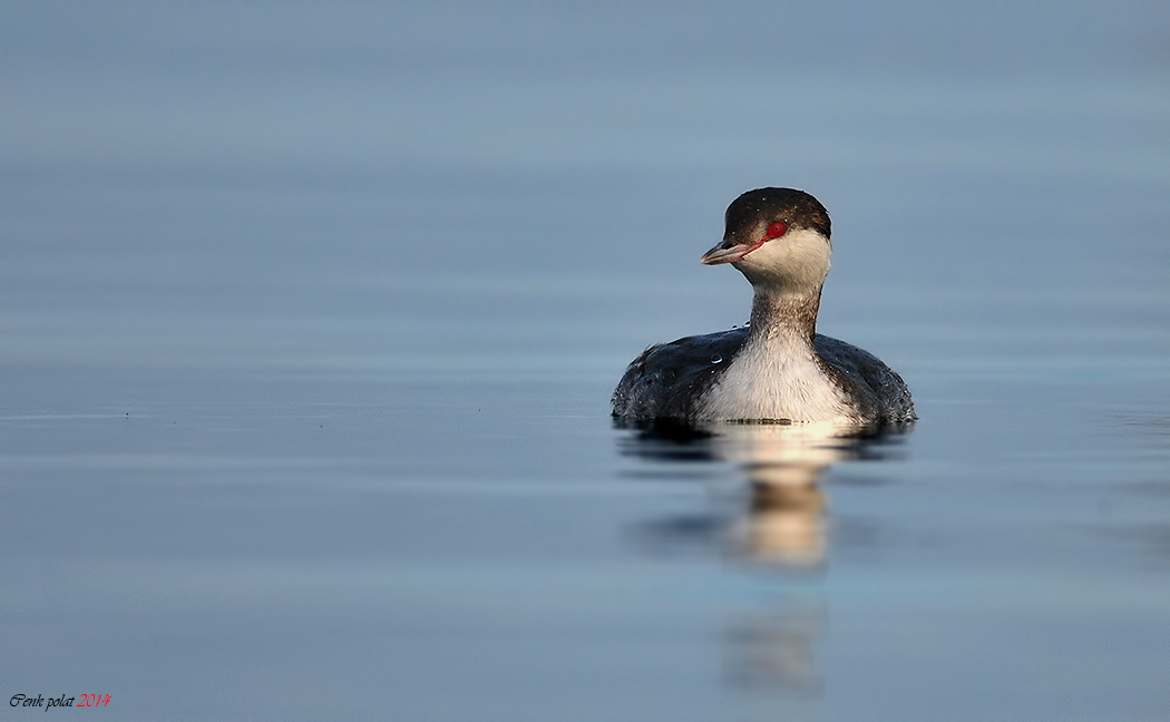 Horned Grebe