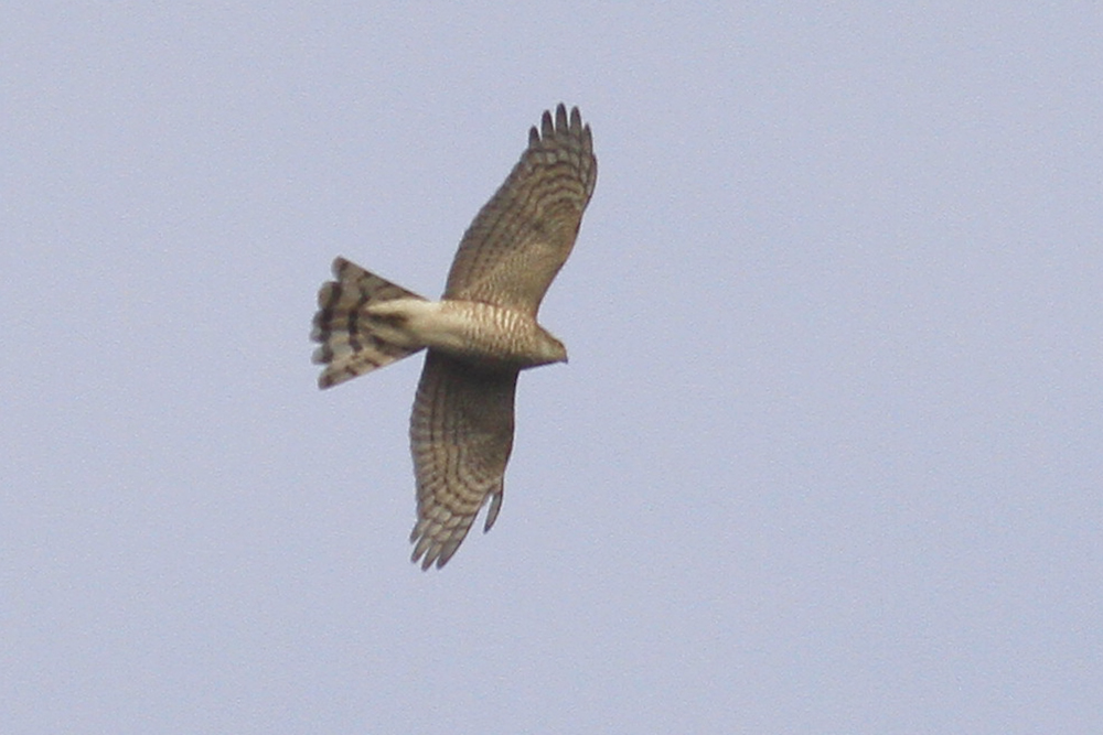 Eurasian Sparrowhawk