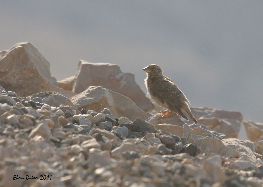 Rock Sparrow