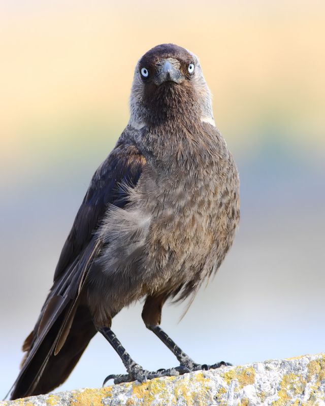 Western Jackdaw