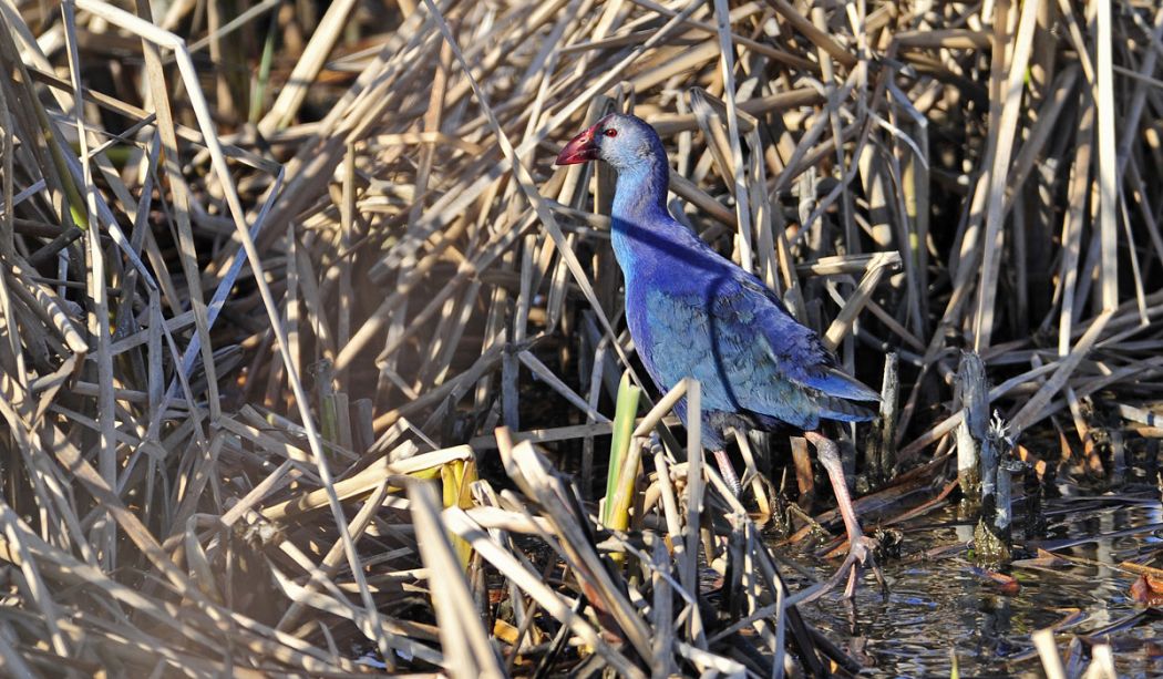 Grey-headed Swamphen