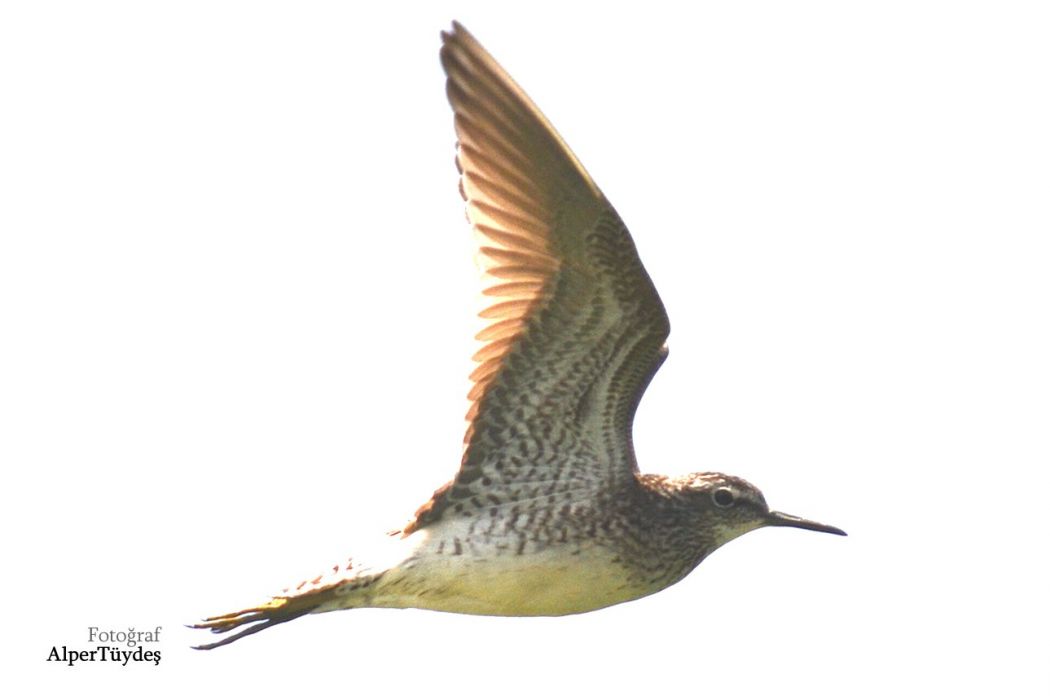 Wood Sandpiper