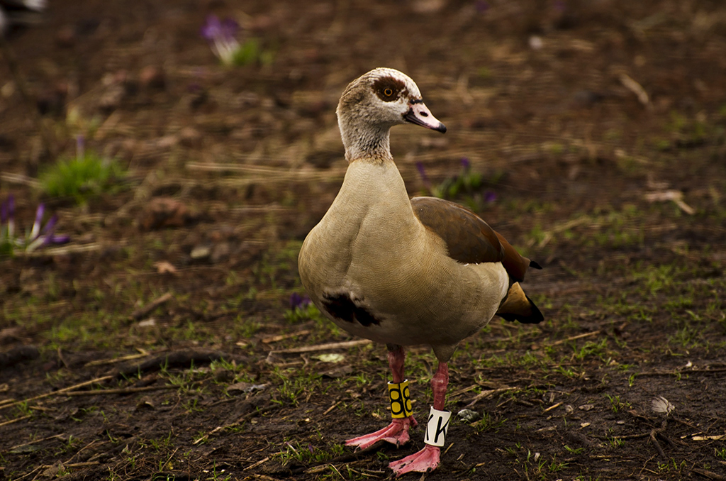 Egyptian Goose