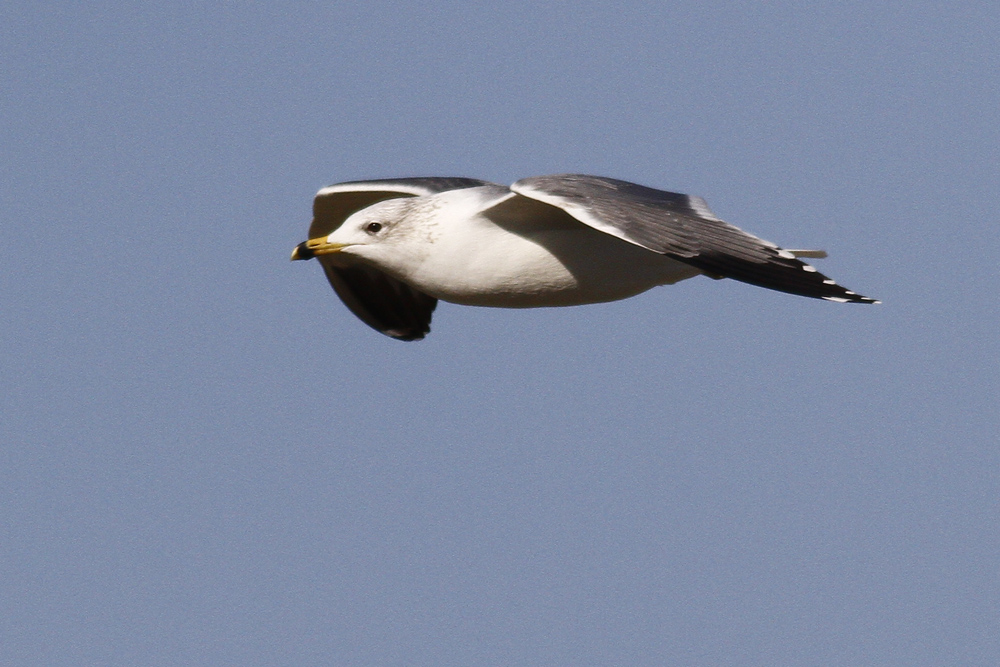 Armenian Gull