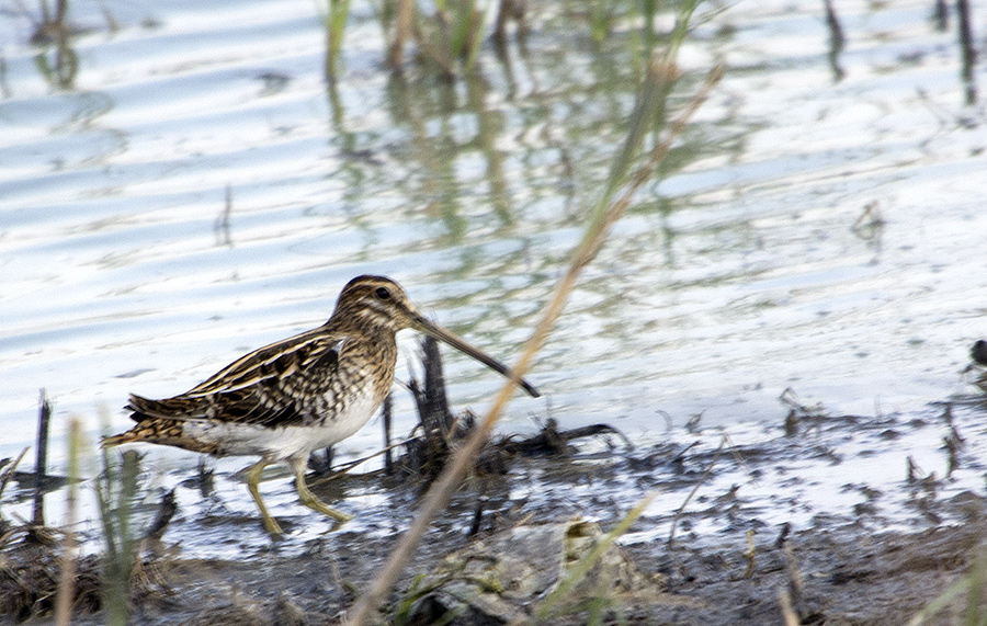 Common Snipe