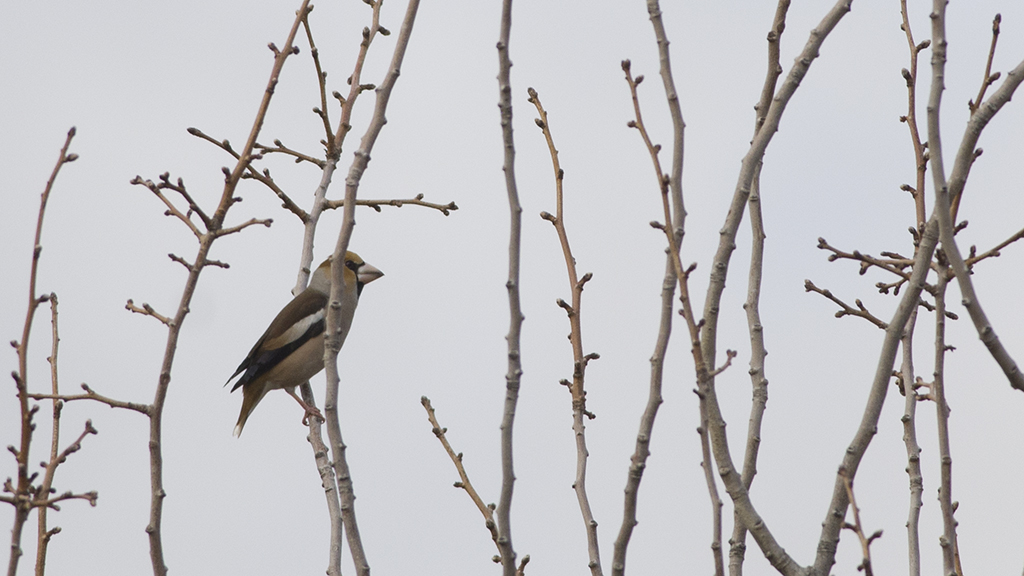 Hawfinch