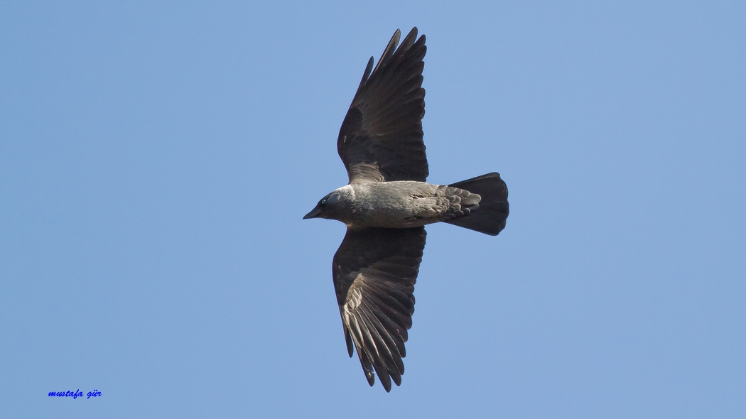 Western Jackdaw