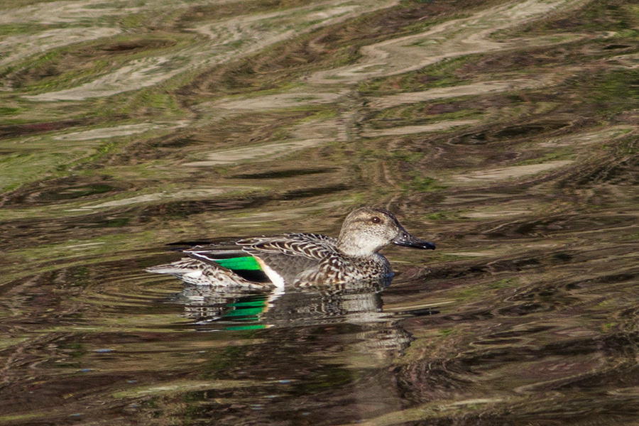 Eurasian Teal