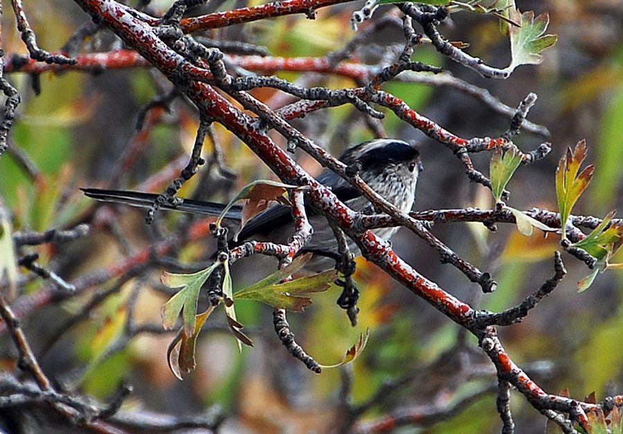 Long-tailed Tit