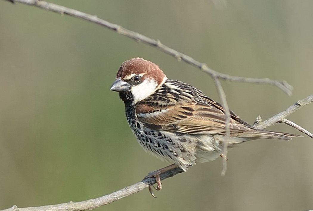 Spanish Sparrow
