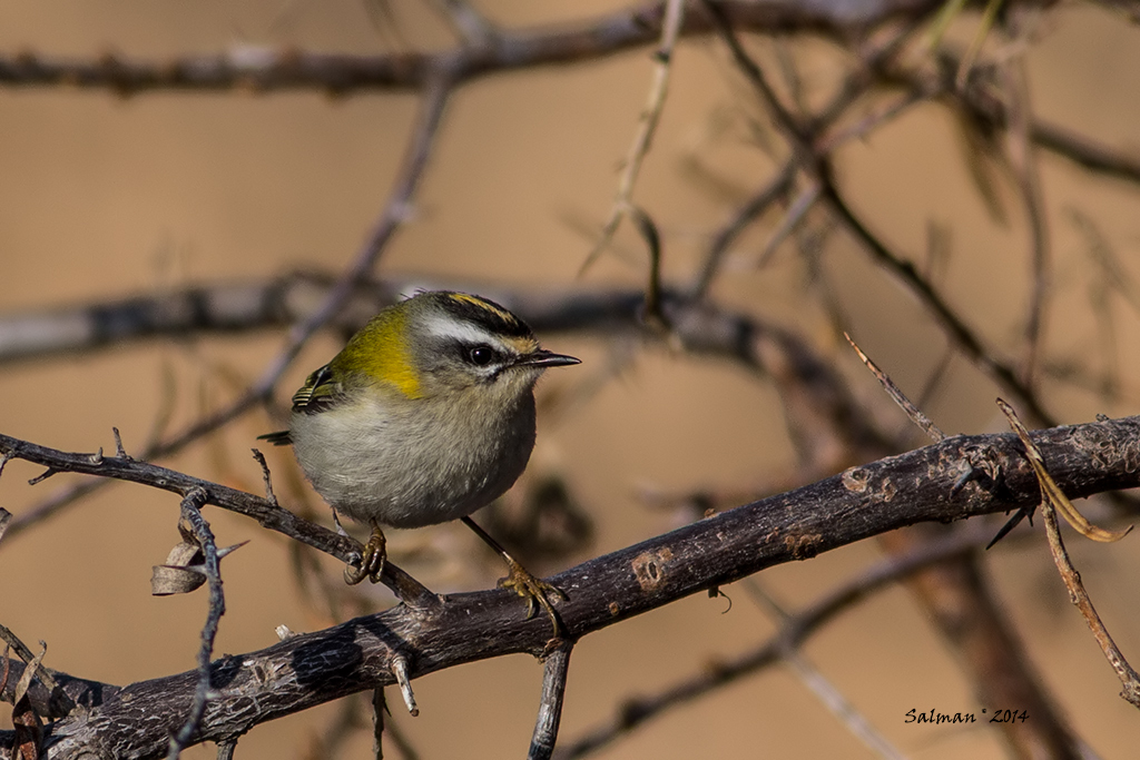 Common Firecrest