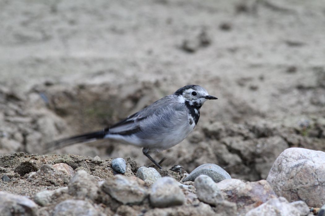 White Wagtail