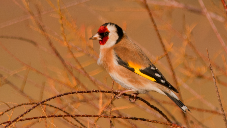 European Goldfinch