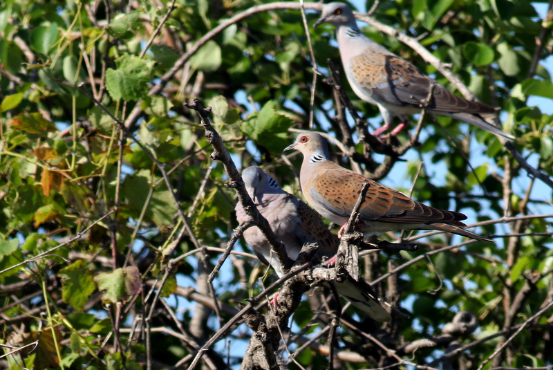European Turtle Dove