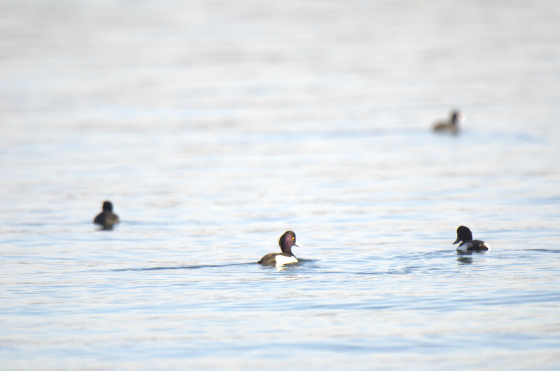 Tufted Duck