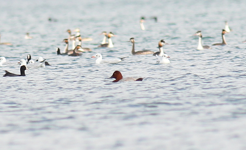 Common Pochard