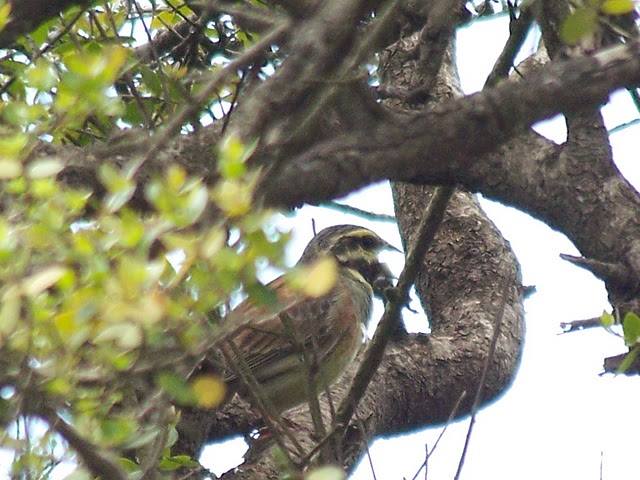 Cirl Bunting
