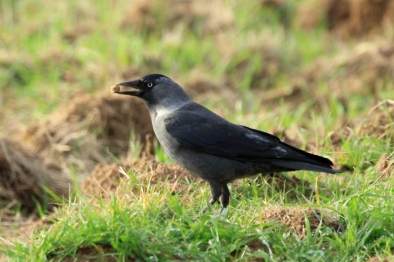 Western Jackdaw