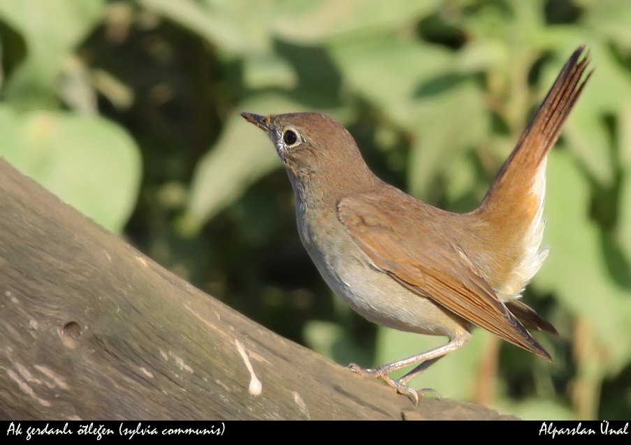 Common Nightingale