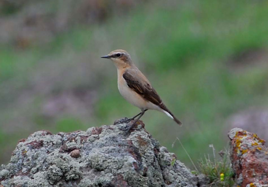 Northern Wheatear