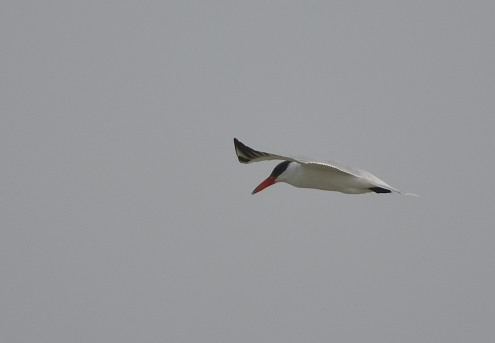 Caspian Tern