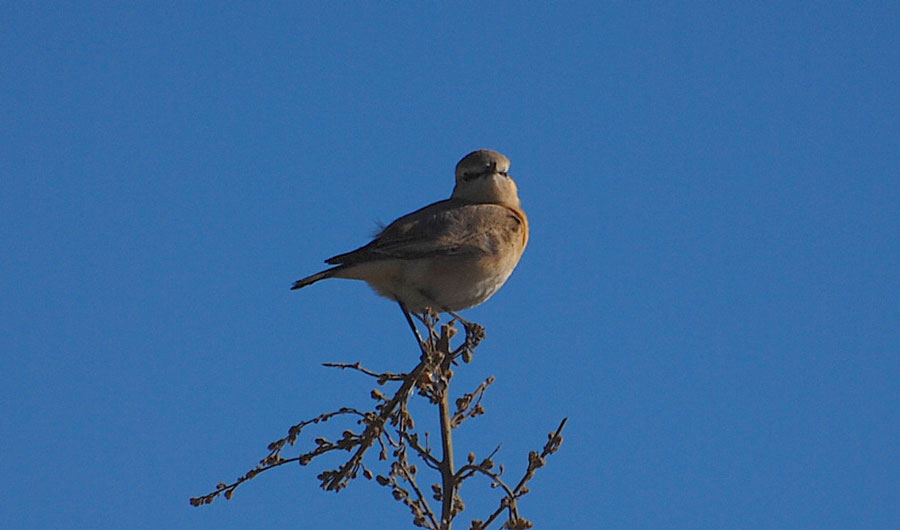 Isabelline Wheatear