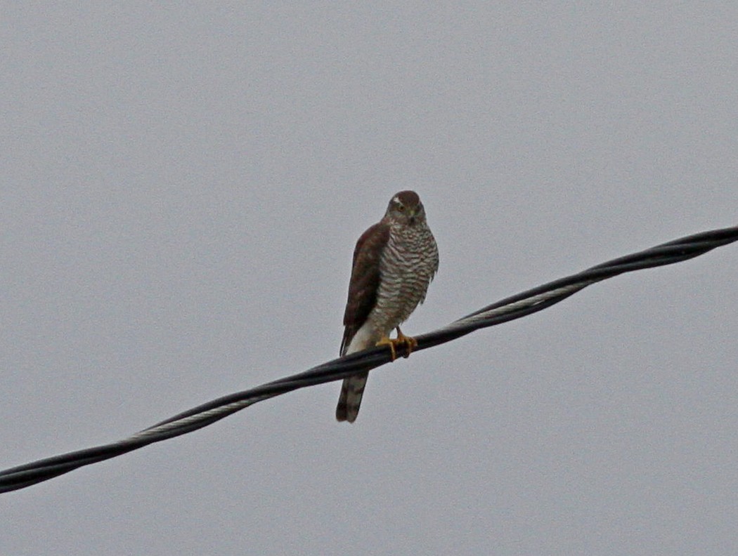 Eurasian Sparrowhawk