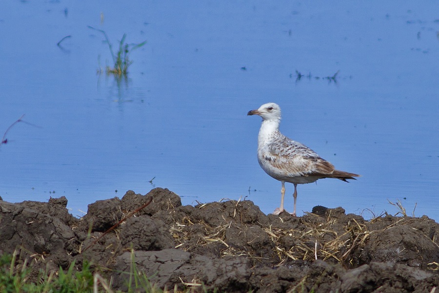 Caspian Gull
