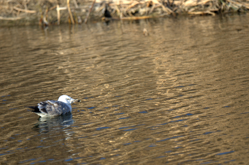 Caspian Gull