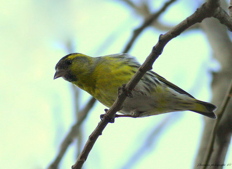 Eurasian Siskin