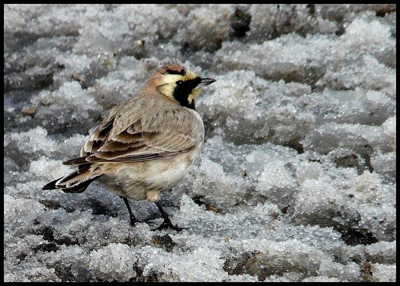 Horned Lark