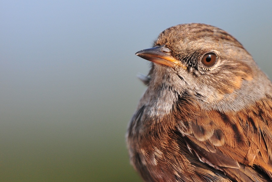 Dunnock