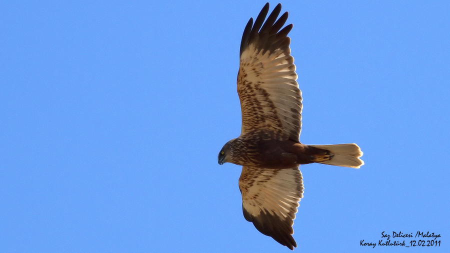 Western Marsh Harrier