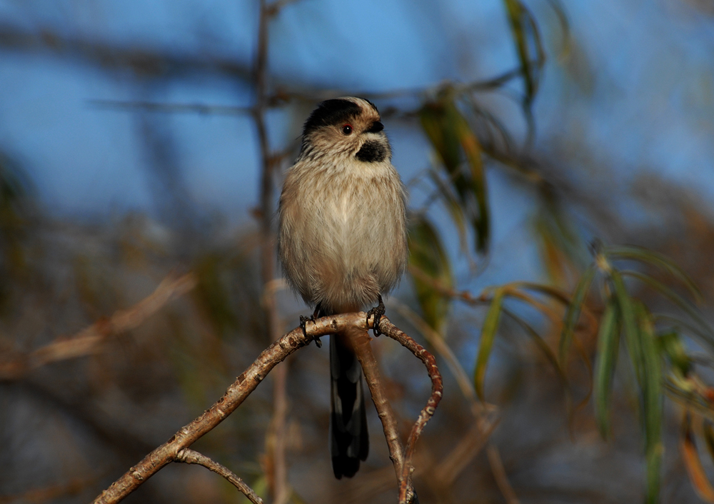 Long-tailed Tit