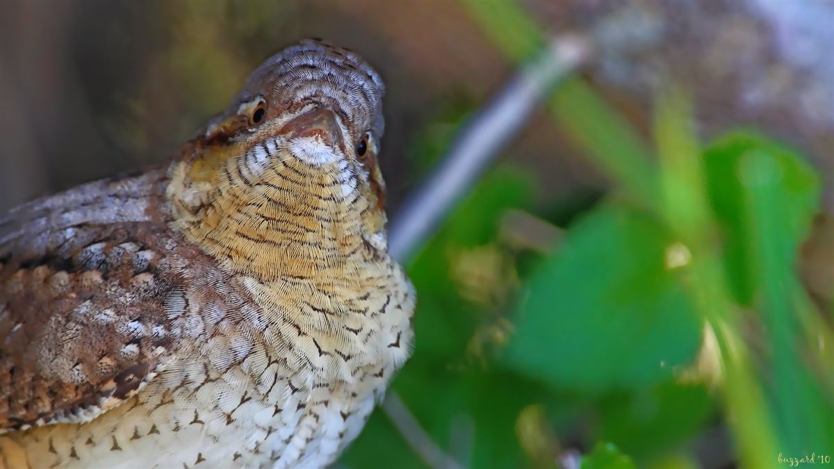Eurasian Wryneck