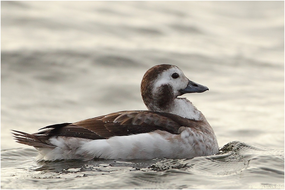 Long-tailed Duck