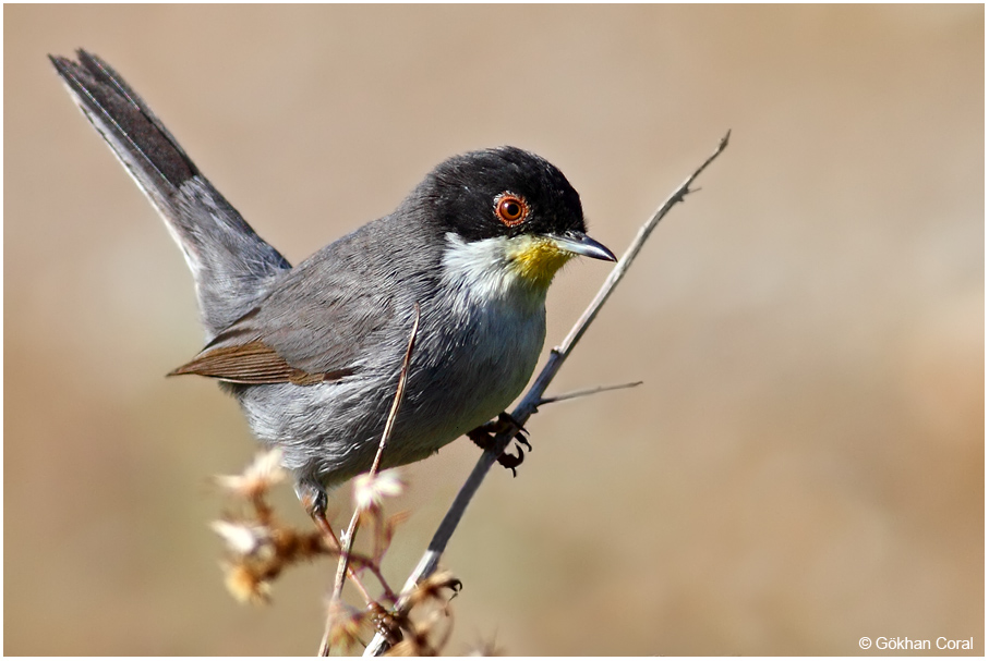Sardinian Warbler