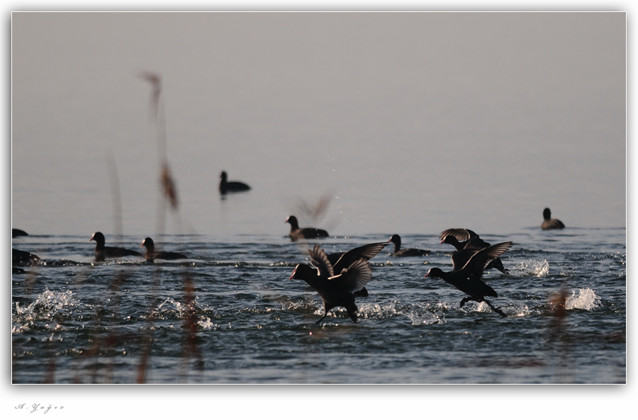 Eurasian Coot