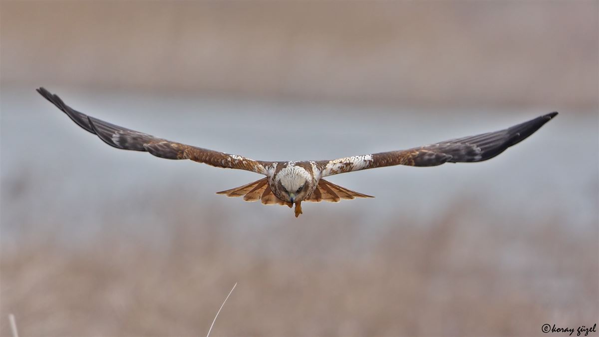 Western Marsh Harrier