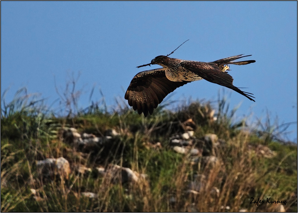 Bonelli`s Eagle