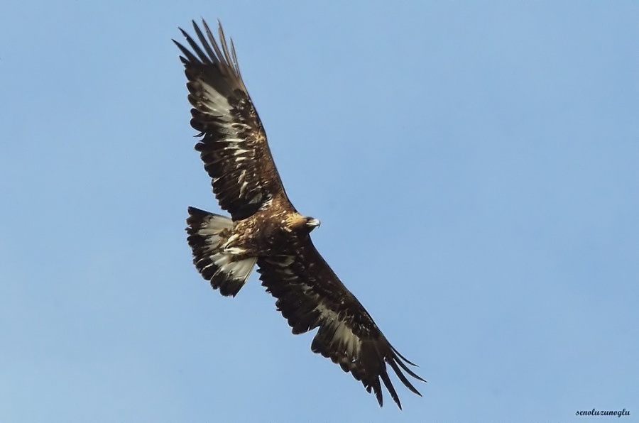 Golden Eagle