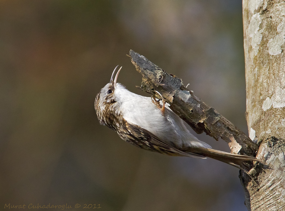 Eurasian Treecreeper