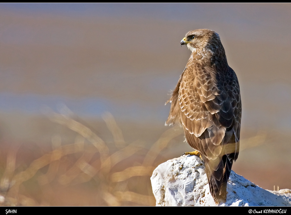 Common Buzzard