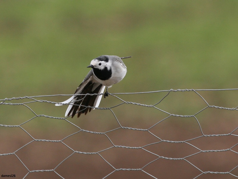 White Wagtail